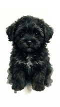 Cockapoo