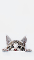 Kitty
